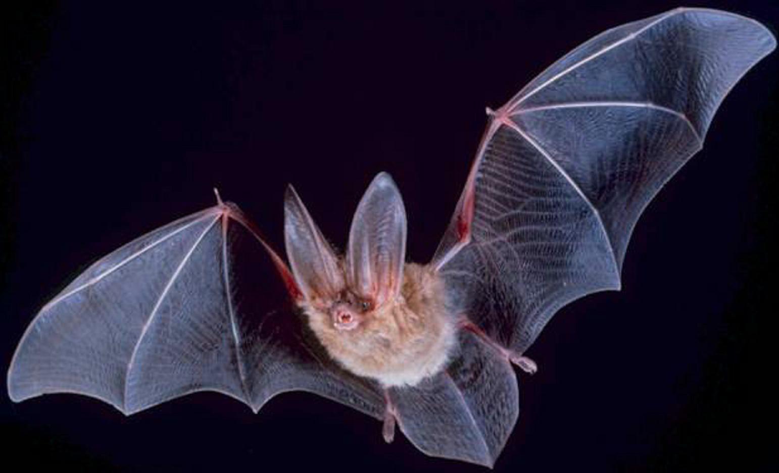 Murciélago. Fuente: Wikimedia Commons.