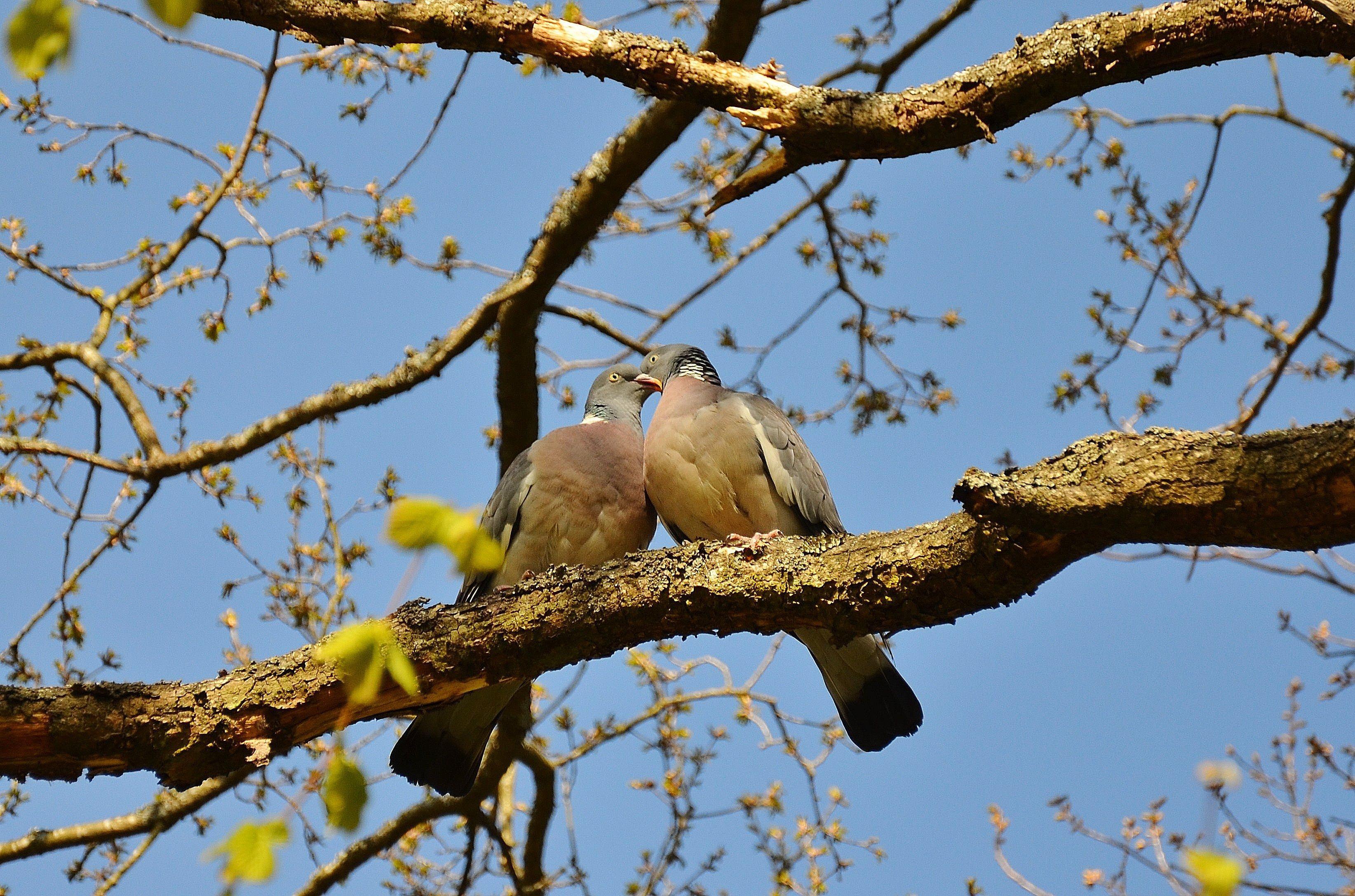 Pareja de palomas. Imagen: GLady. Fuente: Pixabay.