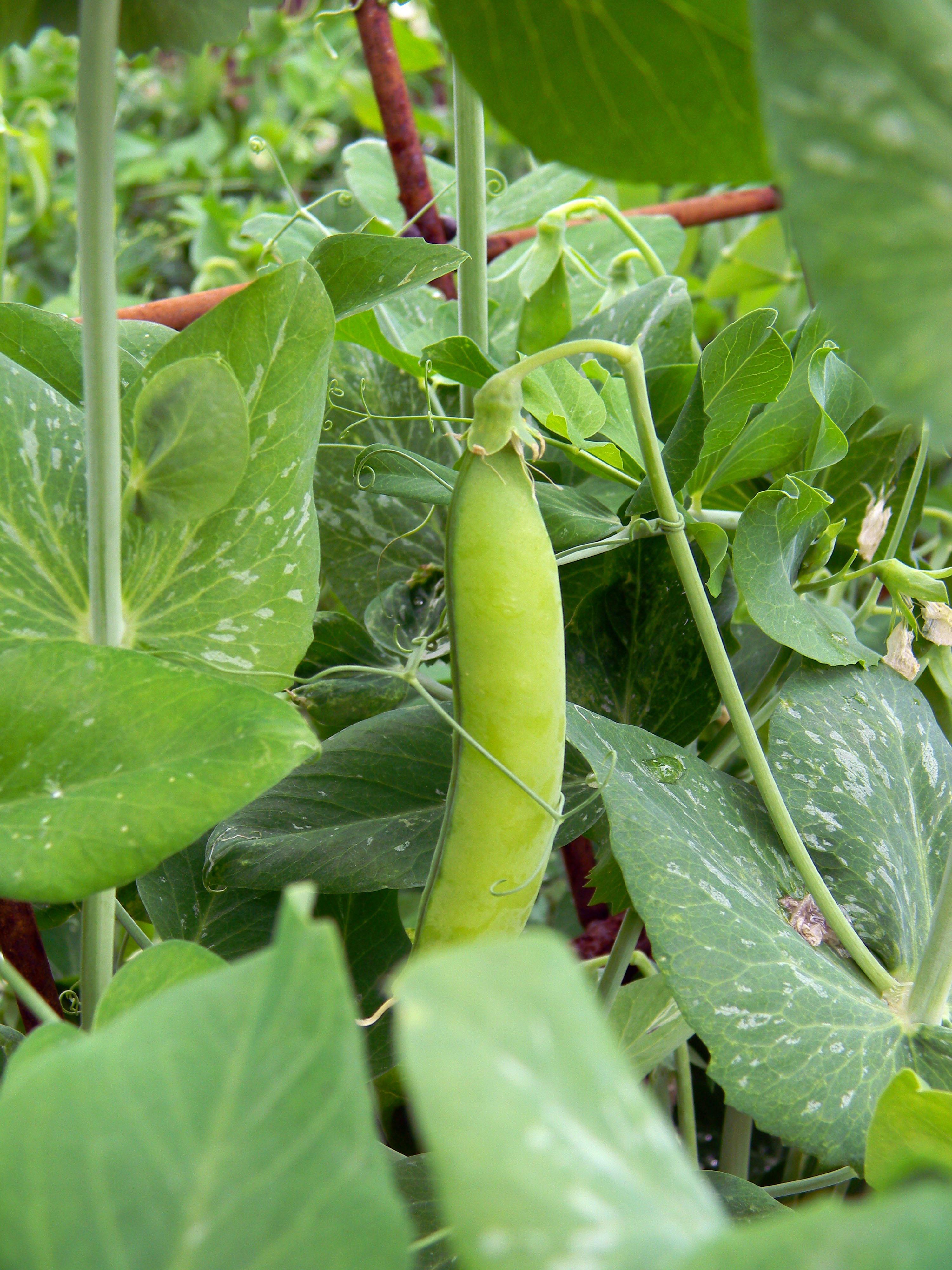 Planta del guisante. Imagen: AKuptsova. Fuente: Pixabay.