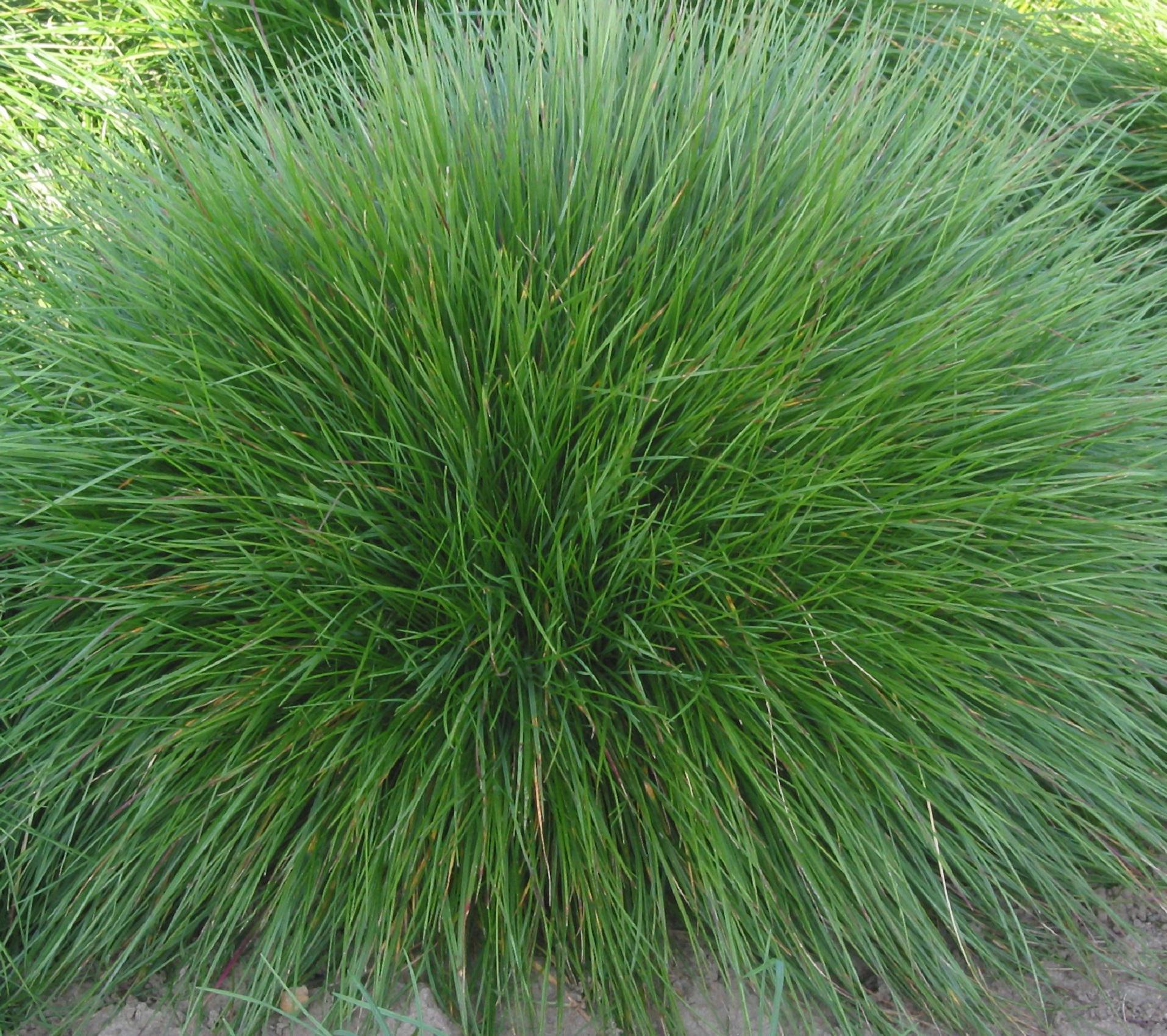 Hierba festuca. Imagen: Rasbak. Fuente: Wikipedia.