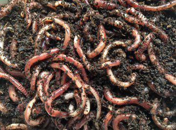 Live bait or artificial lures? Live bait or artificial lures?