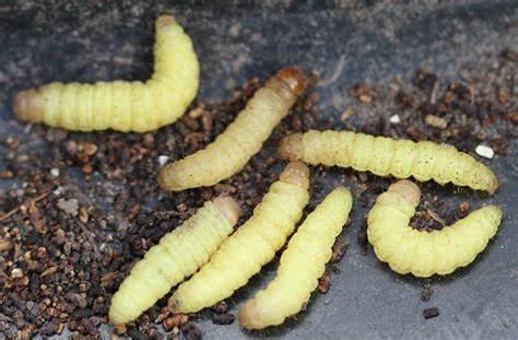 Live bait or artificial lures? Live bait or artificial lures?