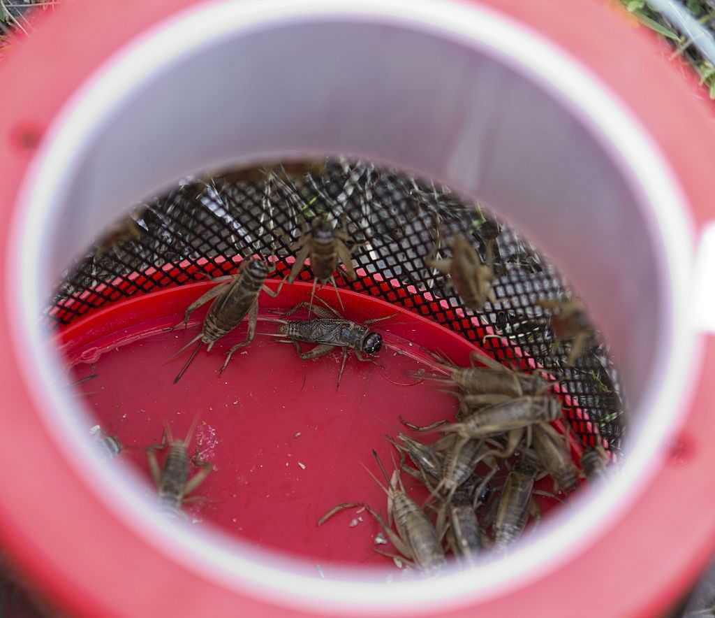 Live bait or artificial lures? Live bait or artificial lures?