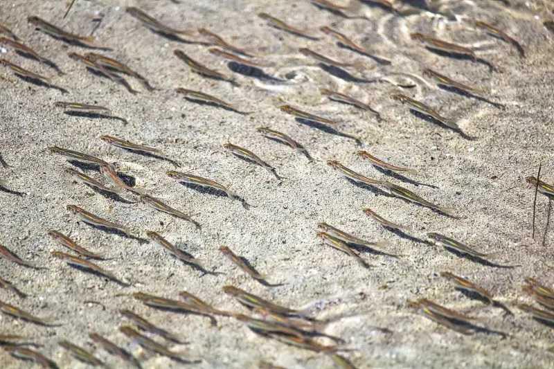 Live bait or artificial lures? Live bait or artificial lures?