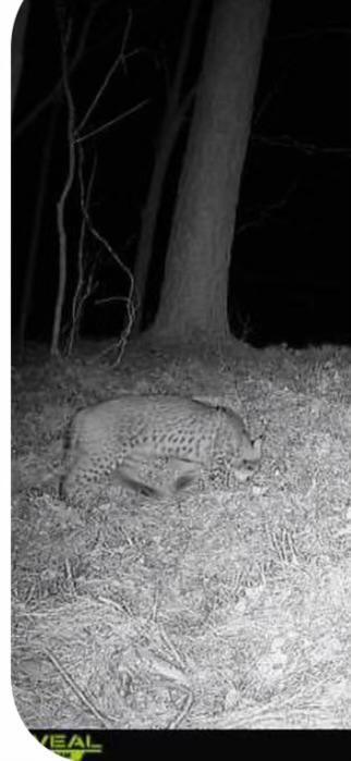 Trail cameras indicate plenty of animals Trail cameras indicate plenty of animals