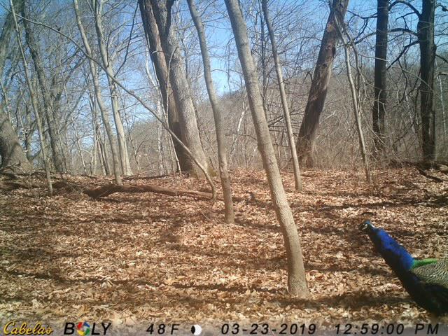 Trail cameras indicate plenty of animals Trail cameras indicate plenty of animals