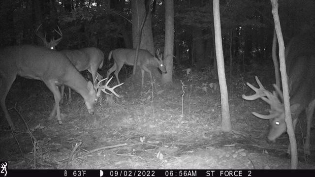 Trail cameras indicate plenty of animals Trail cameras indicate plenty of animals