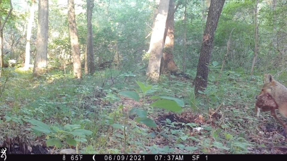 Trail cameras indicate plenty of animals Trail cameras indicate plenty of animals