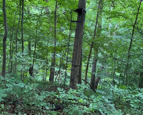 A trip to the woods A trip to the woods