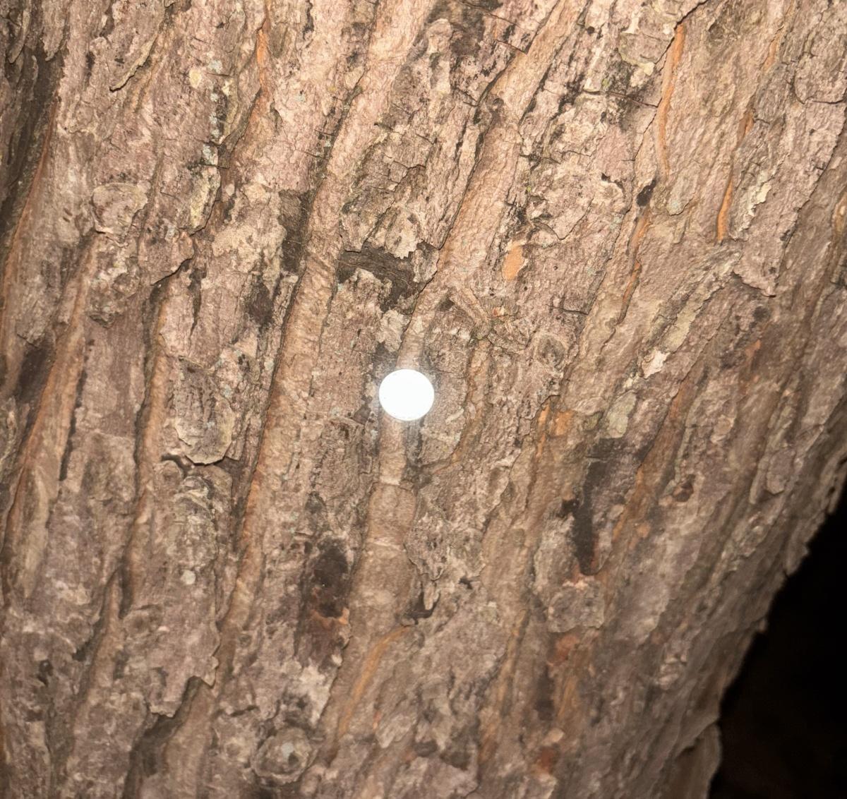 Finding your tree stand in the dark