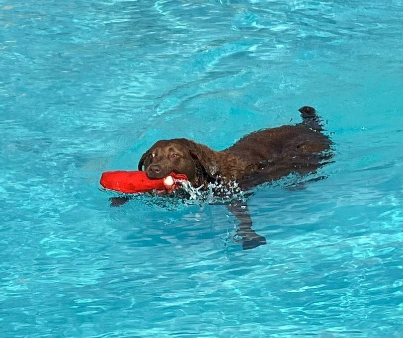 Dog-gone summer