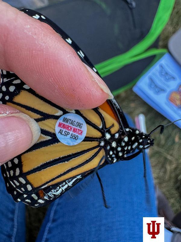 IU Kokomo on butterfly watch