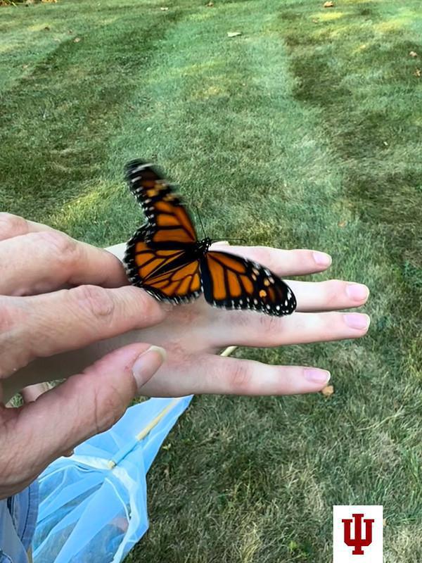 IU Kokomo on butterfly watch