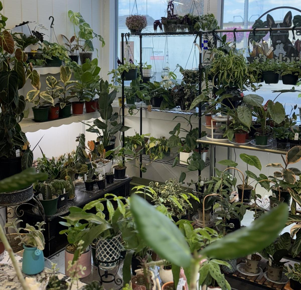 A rose grows on Mulberry