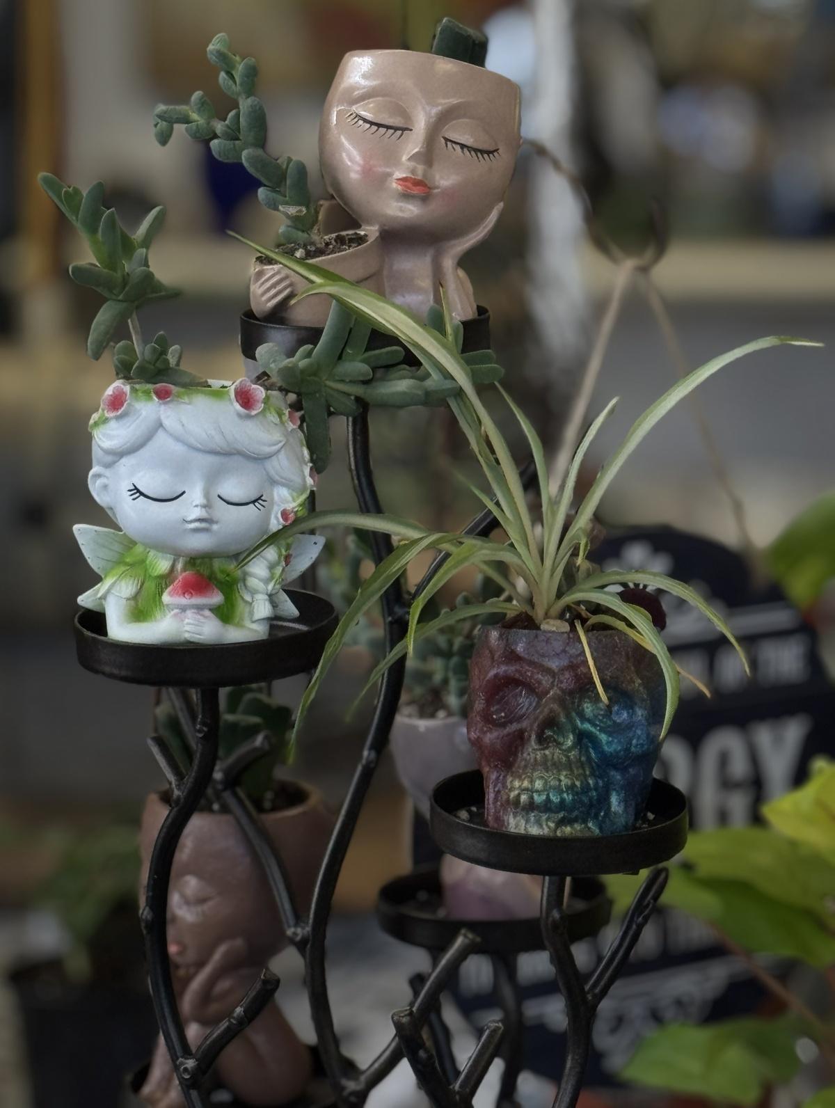 A rose grows on Mulberry