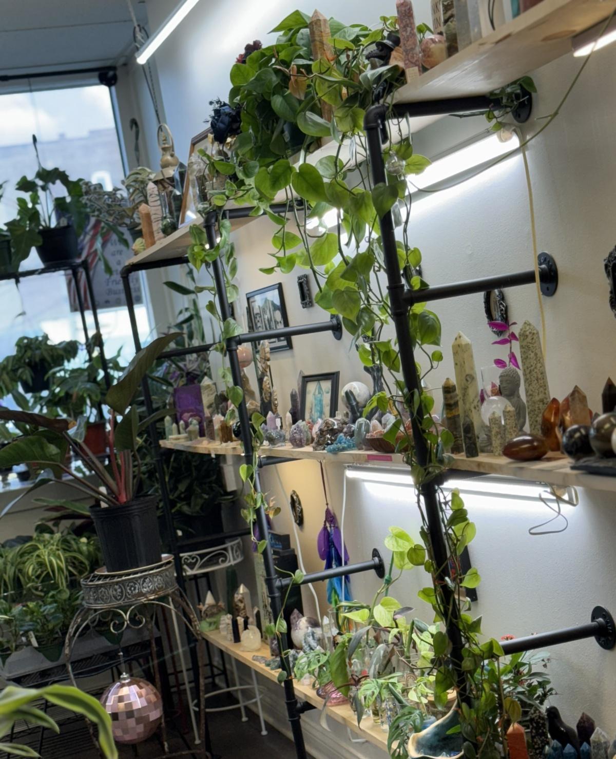 A rose grows on Mulberry