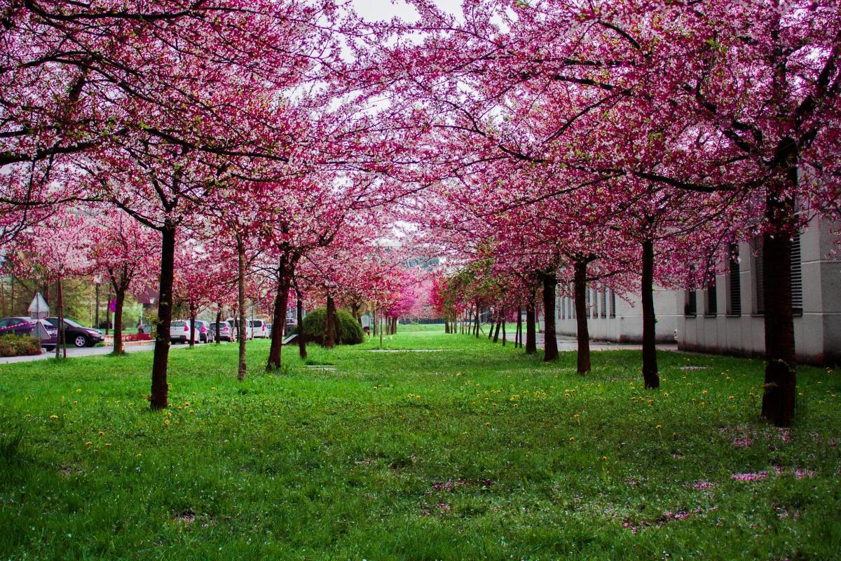 Arrivée du printemps le 20 mars 2025
