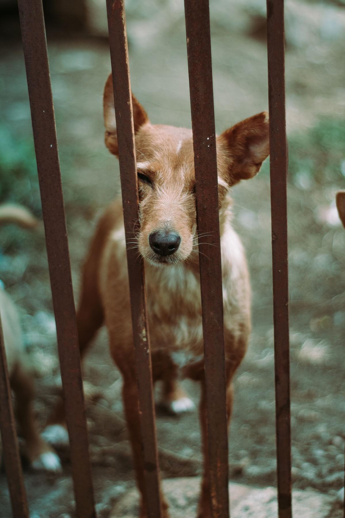 Protection animale : le Gouvernement présente un plan d’action