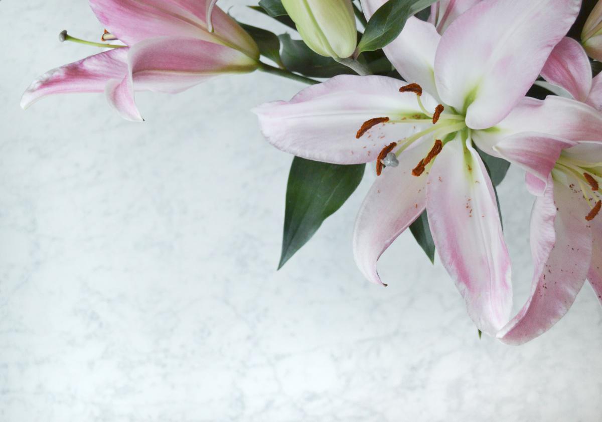 Dangerous Plants for Cats to Avoid