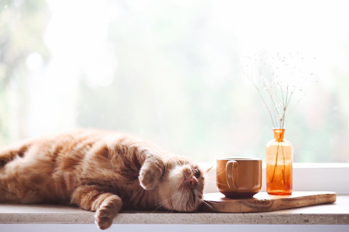 Essential Oils For Cats to Avoid