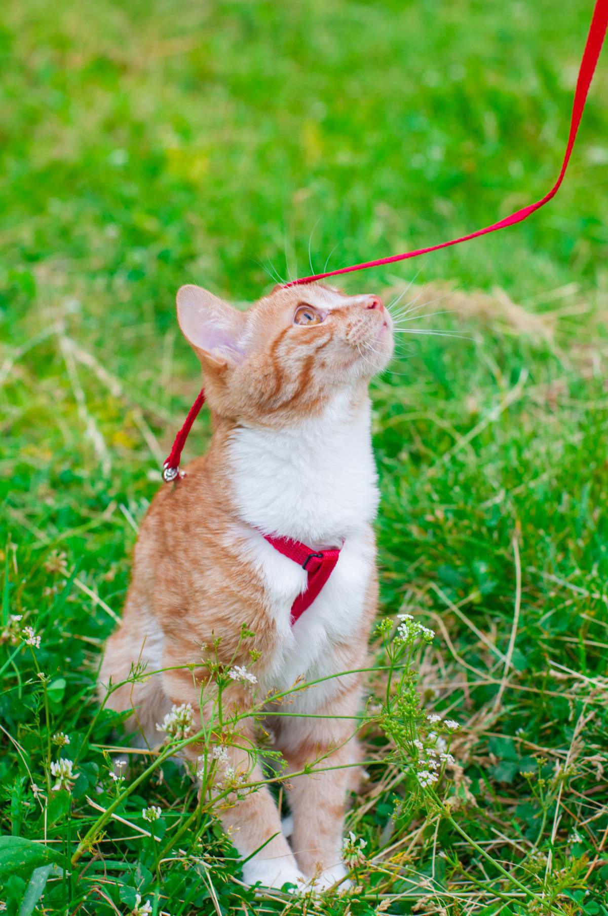 Proper Harness Training