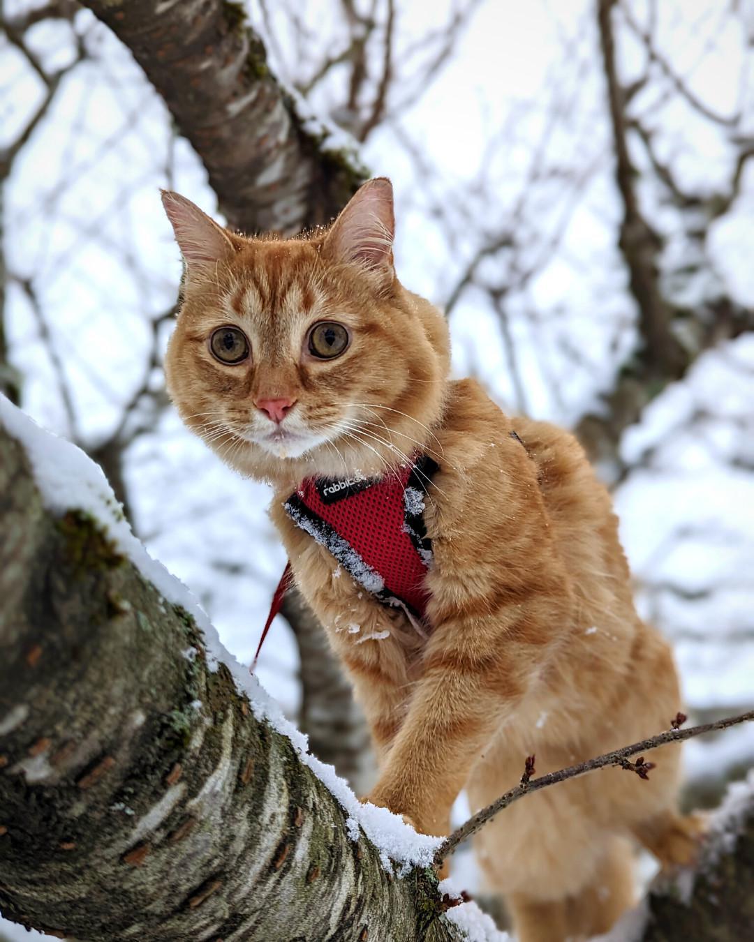 Proper Harness Training
