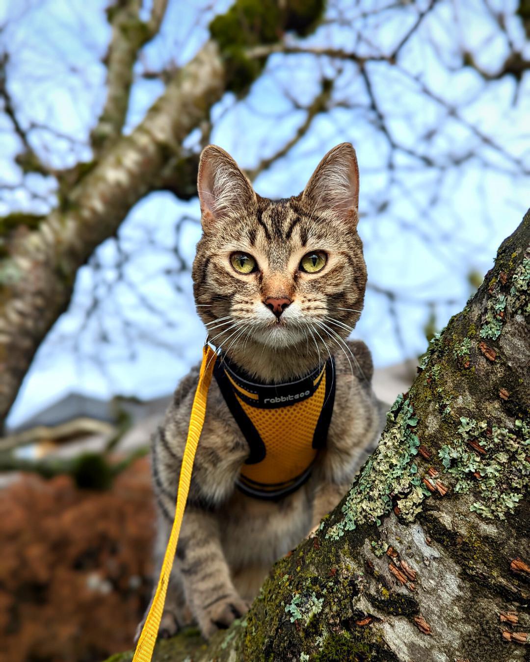 Proper Harness Training