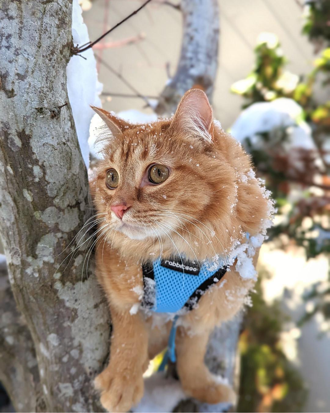 Proper Harness Training