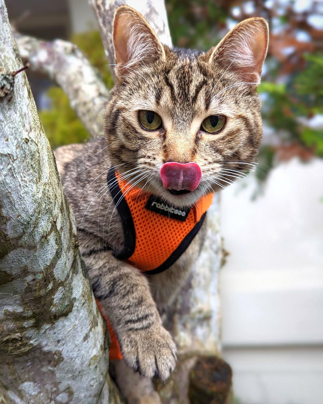 Proper Harness Training