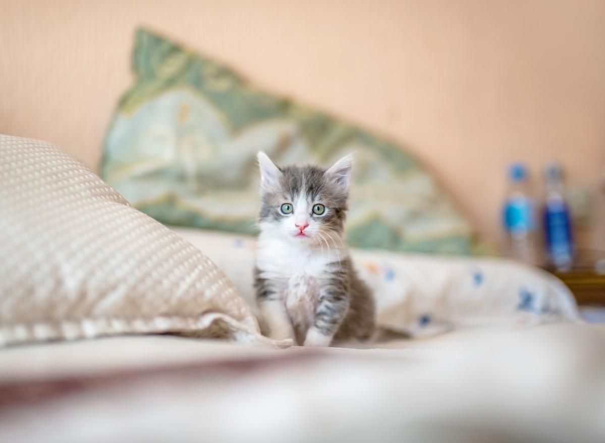 Litter Box Training