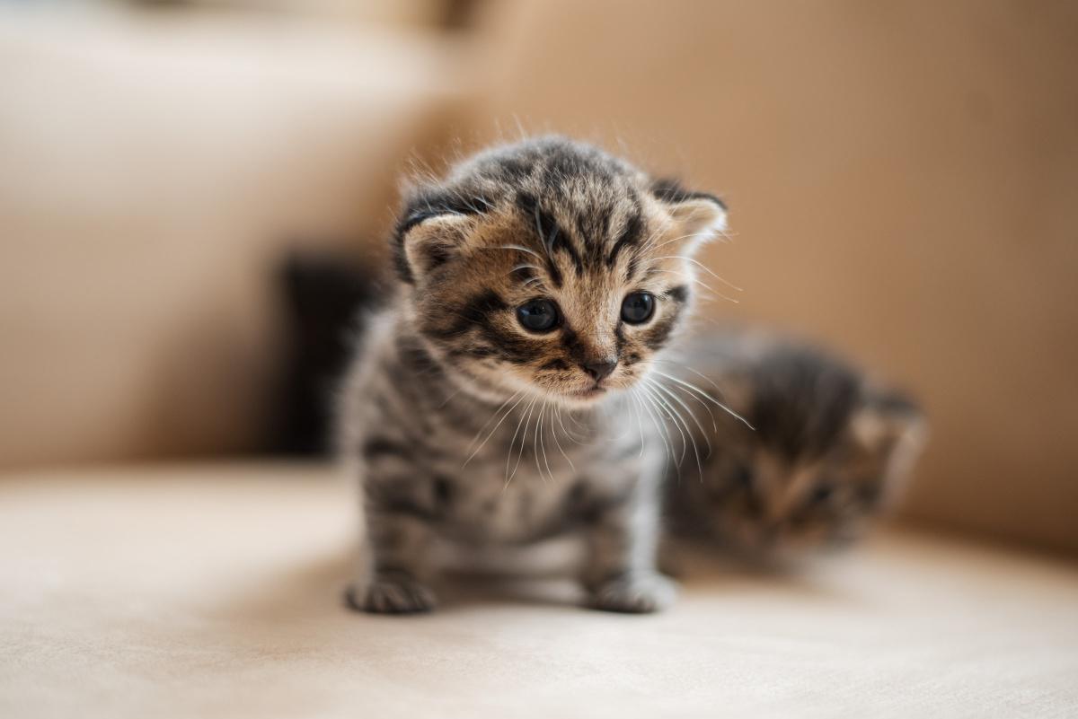 Litter Box Training