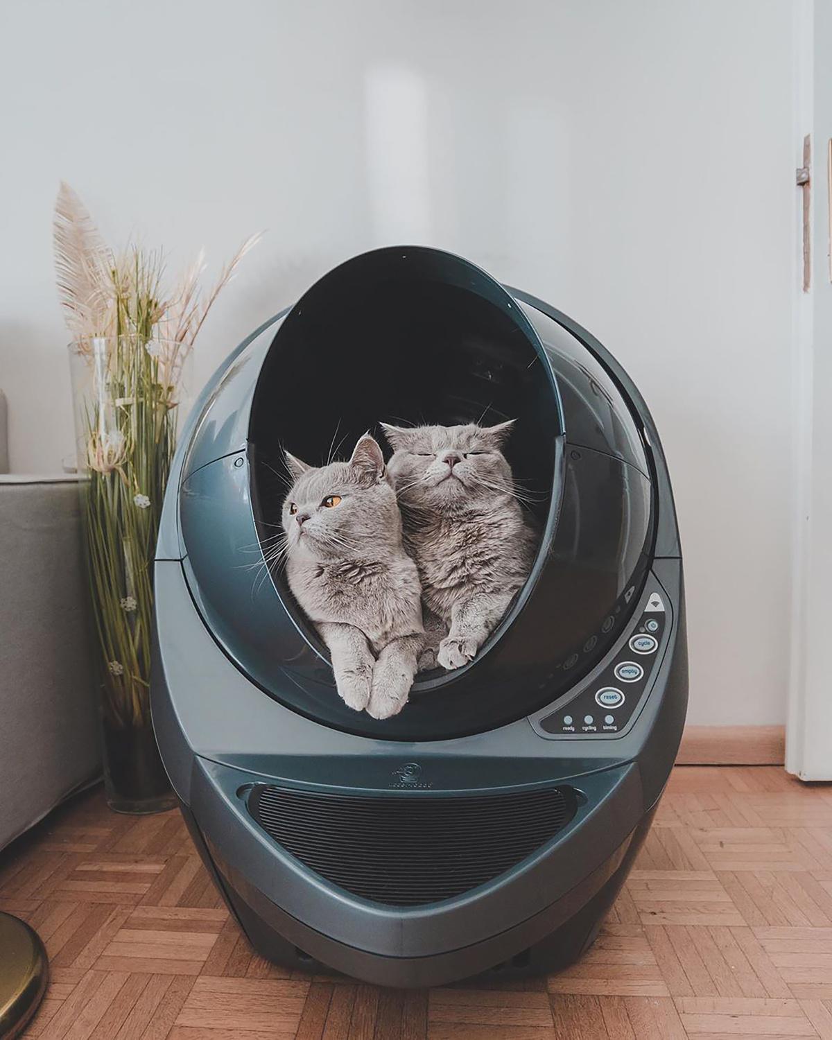 Litter Box Training