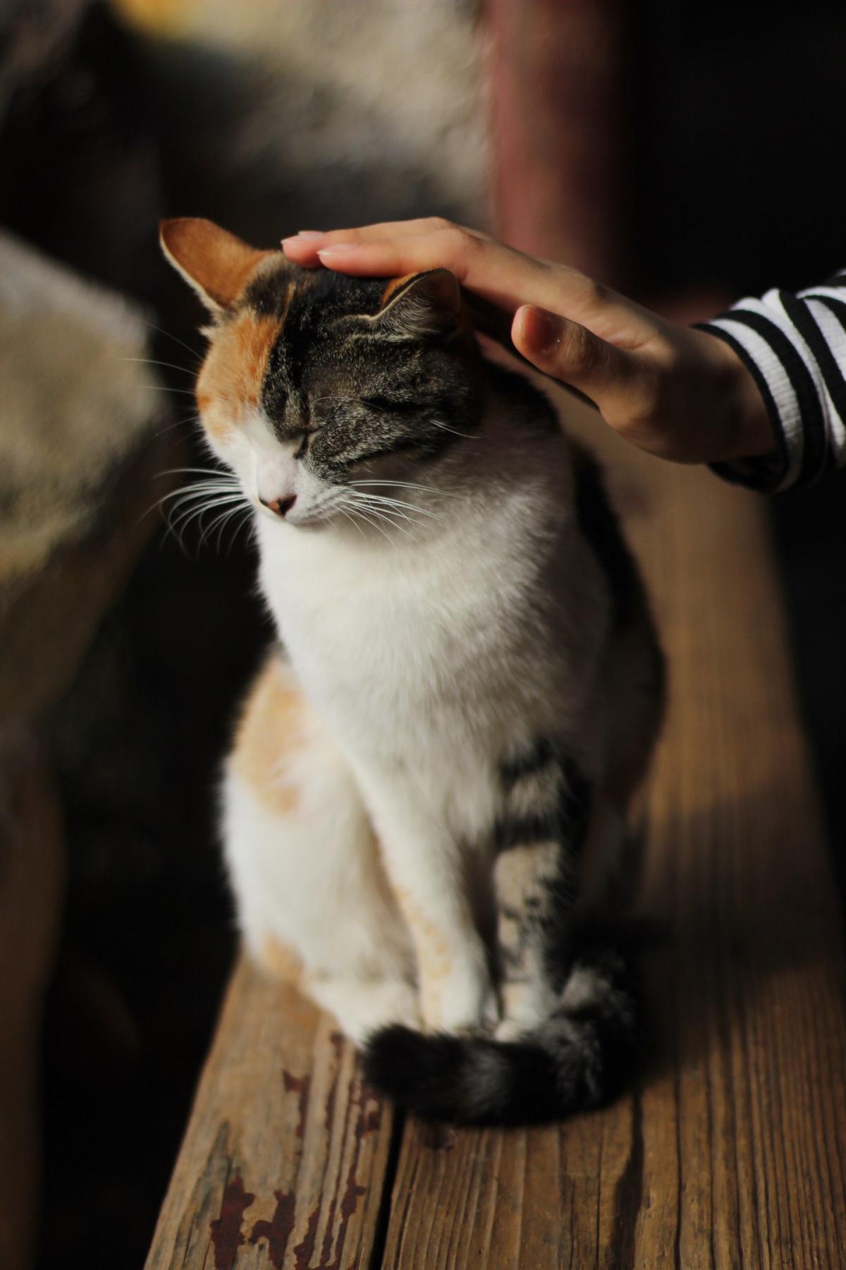 8 Ways to Discipline Your Cat