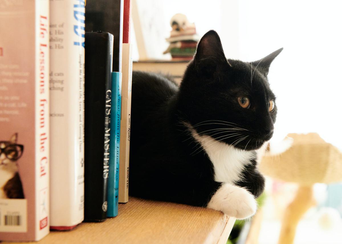8 Ways to Discipline Your Cat