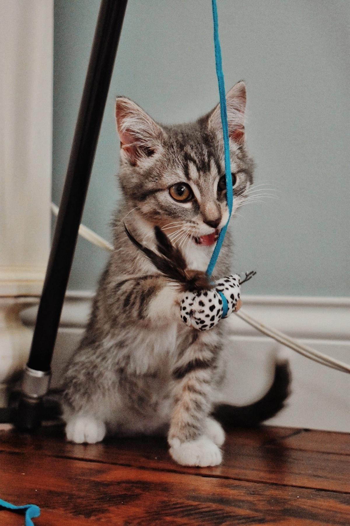 8 Ways to Discipline Your Cat