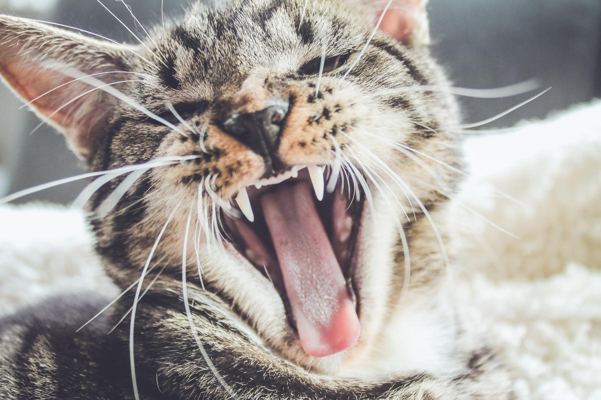 Why Should You Train Your Cat?