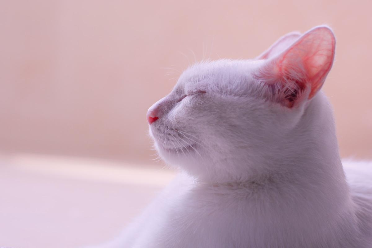 Cat Body Language 