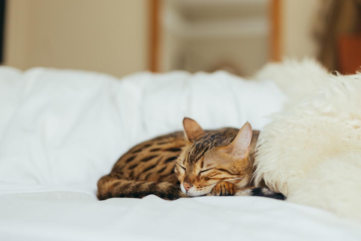 Cat Body Language 