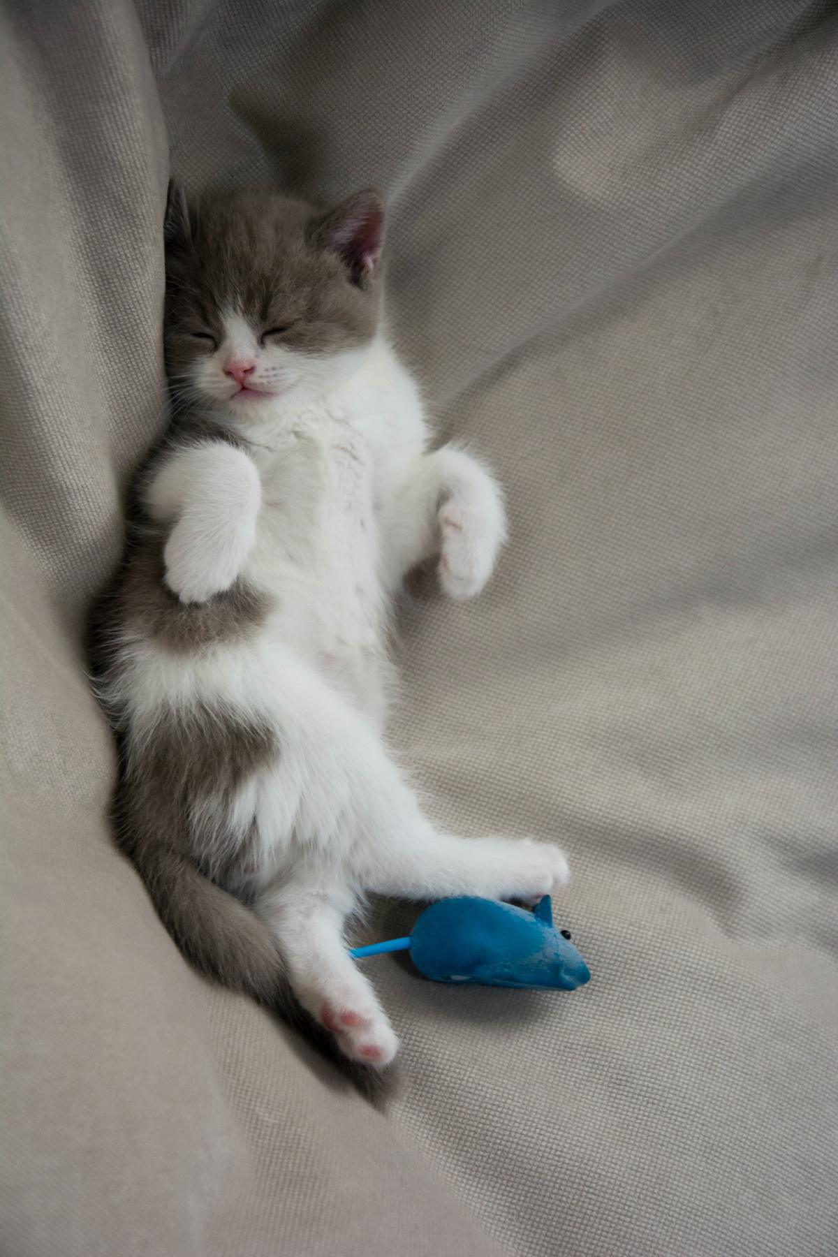 Cat Body Language 