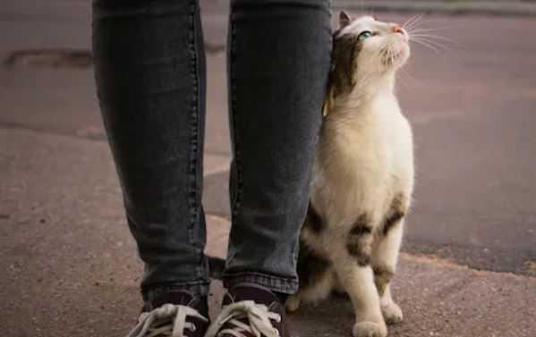 Cat Body Language 