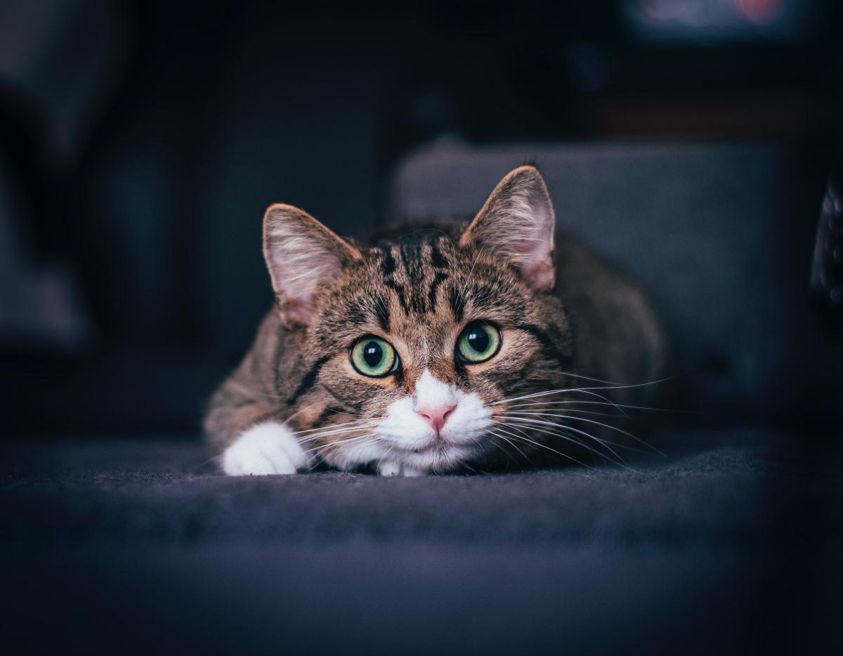 Cat Body Language 