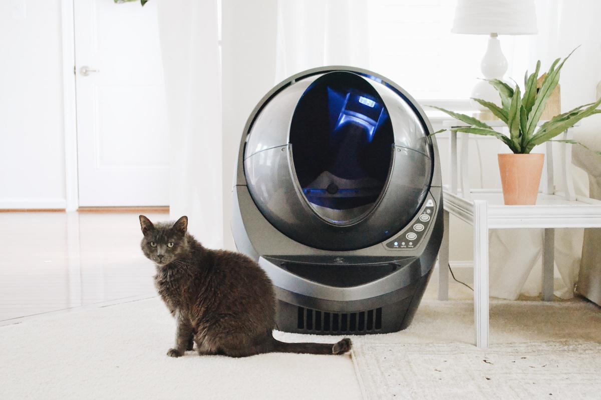 How and When to Clean the Litter Box