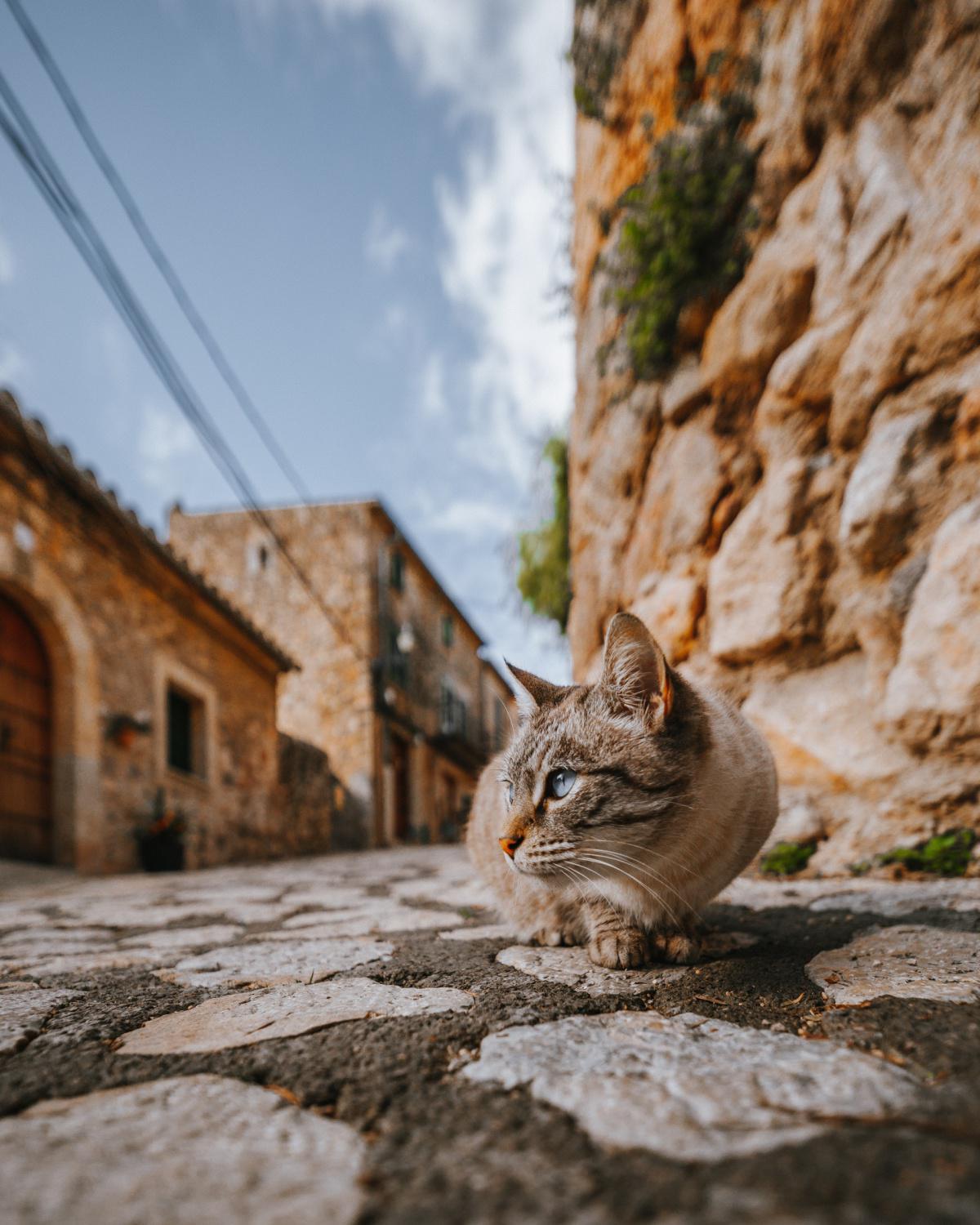 Tips & Tricks Traveling With Your Cat