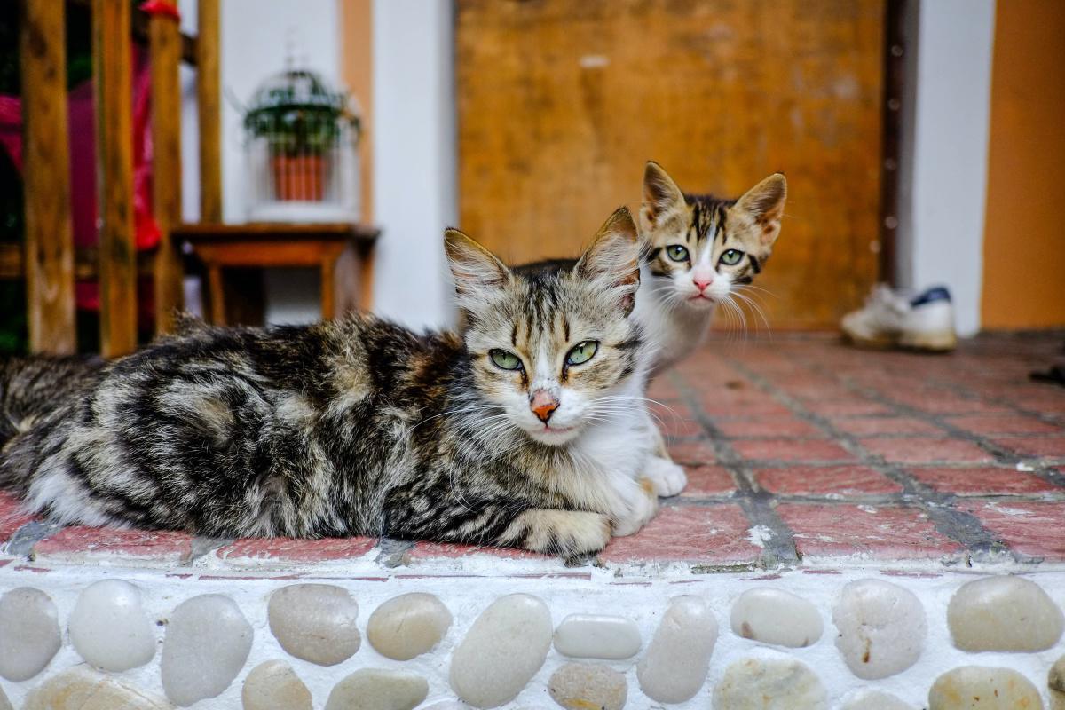 Neutering & Spaying