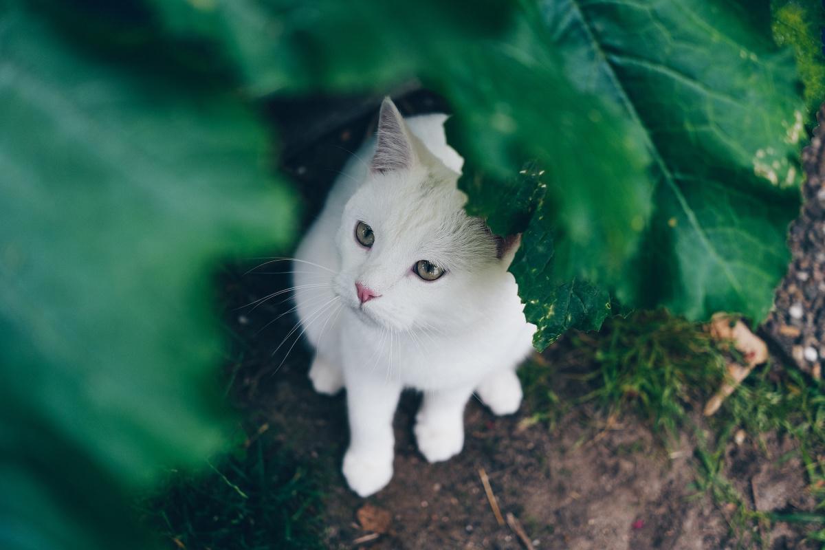 Neutering & Spaying