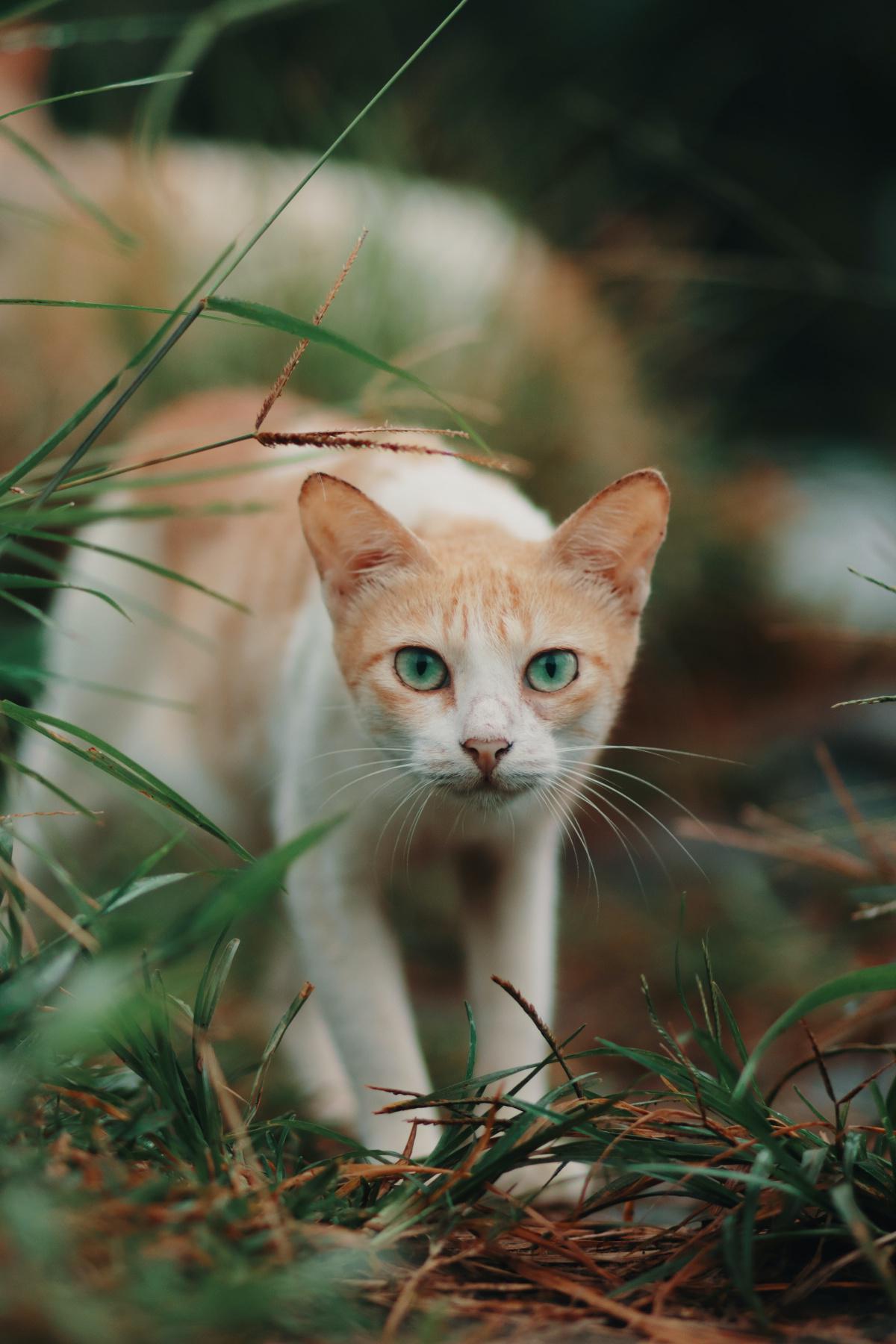 Neutering & Spaying