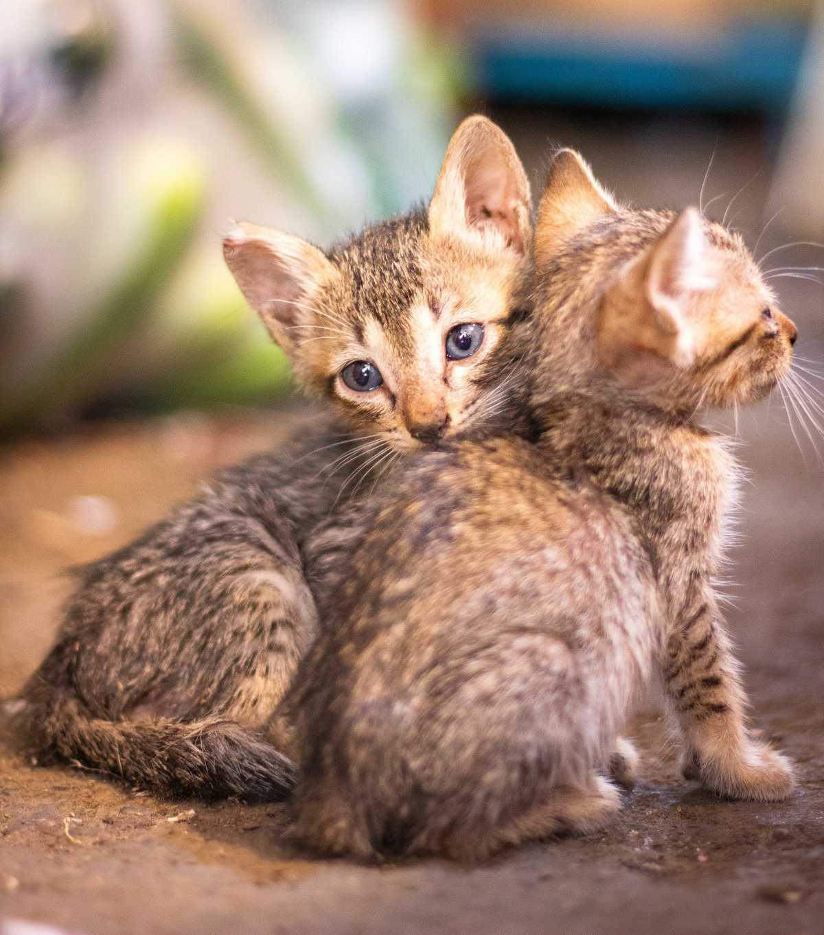 Neutering & Spaying