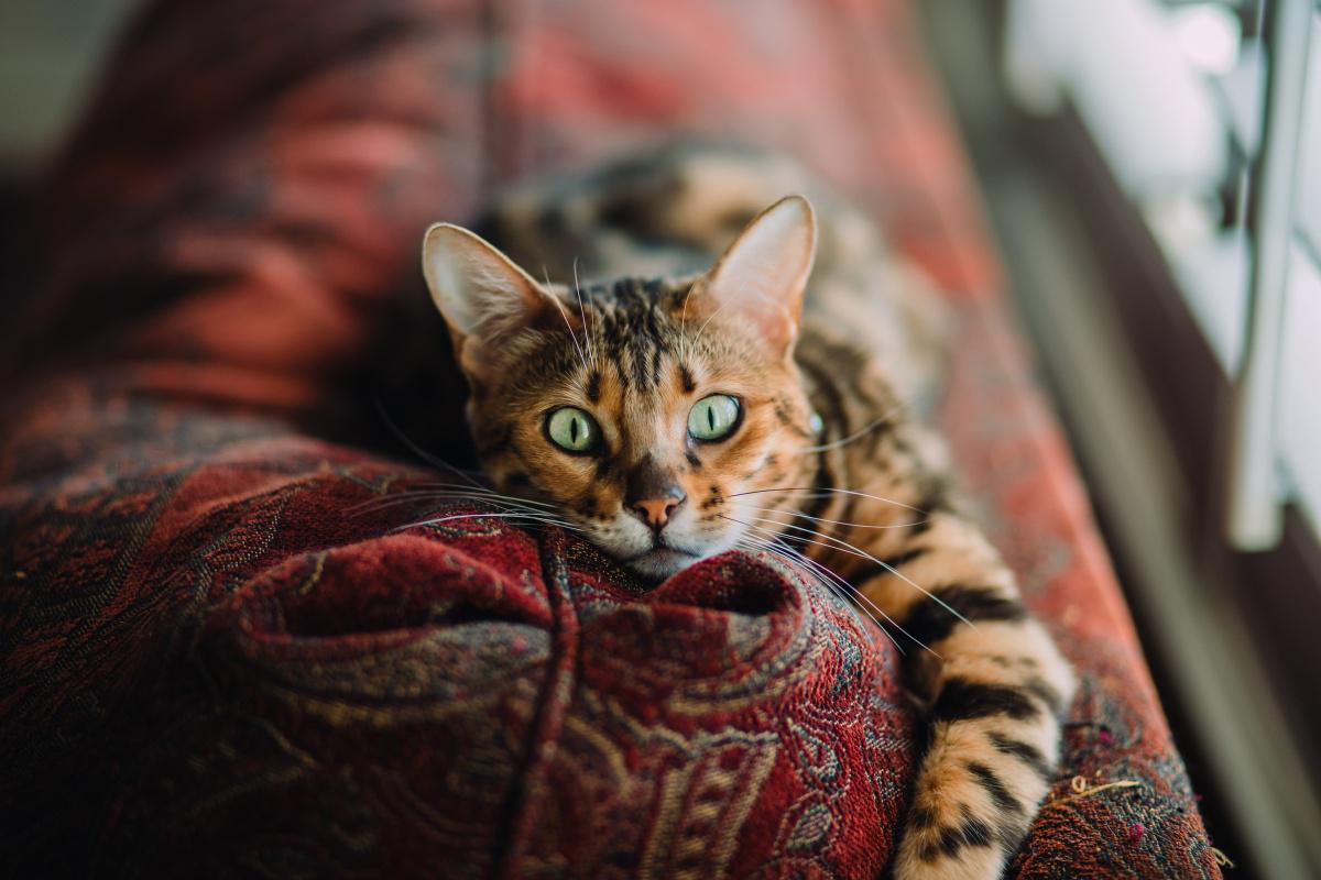 Neutering & Spaying