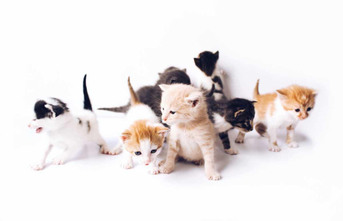 Neutering & Spaying