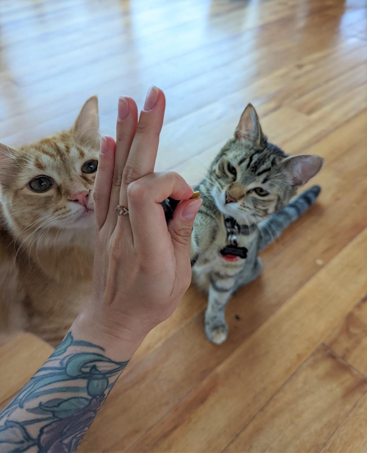 Train Your Cat to High Five